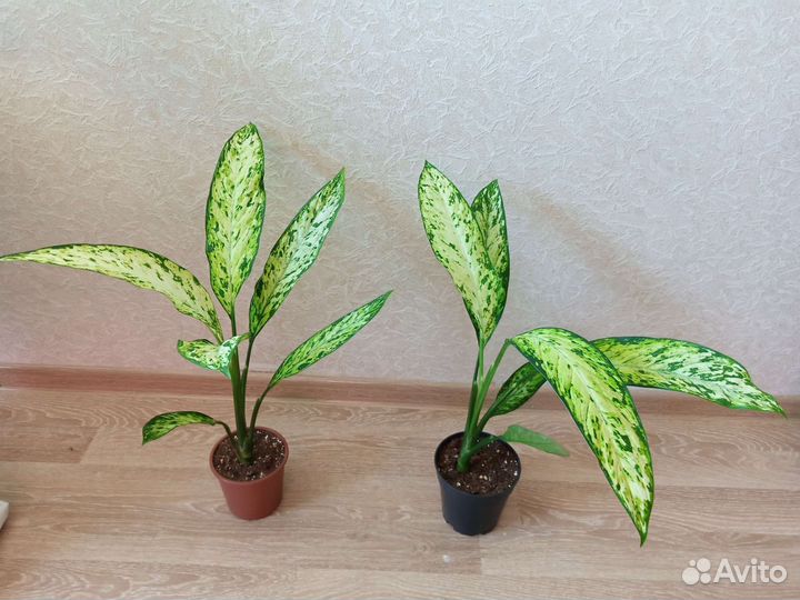 Хойя, Сциндапсус, Спатифиллум, Маранта, Кротон