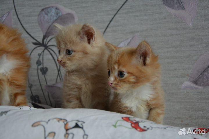 Кошка в дар бесплатно