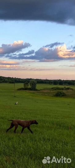 Вязка Курцхаар