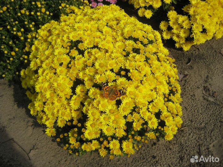 Хризантема мул тифлора и корейская