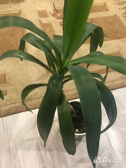 Пальма юкка