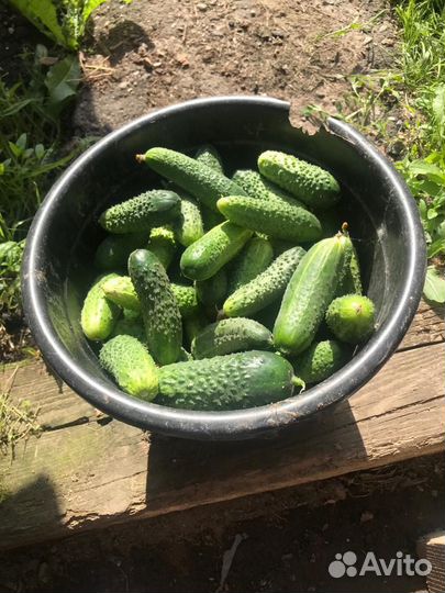 Огурцы