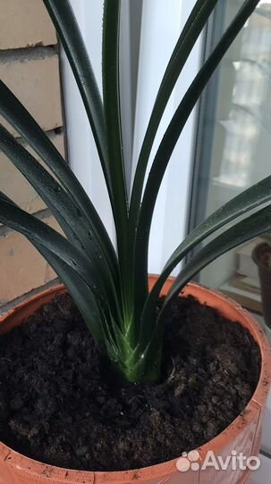 Пальма панданус