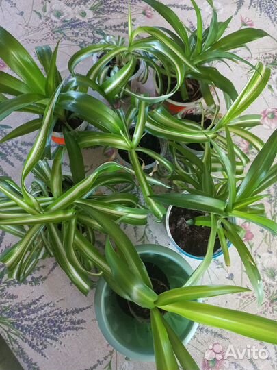 Хлорофитум