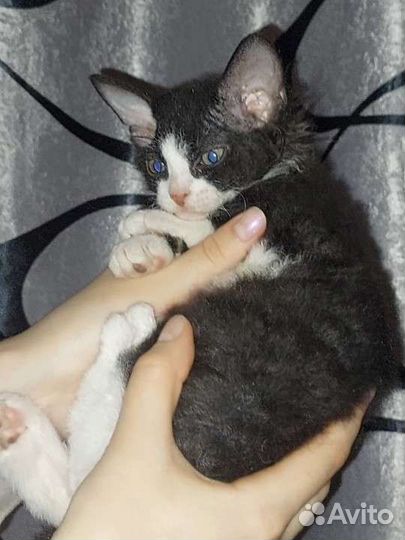 Корниш-рекс