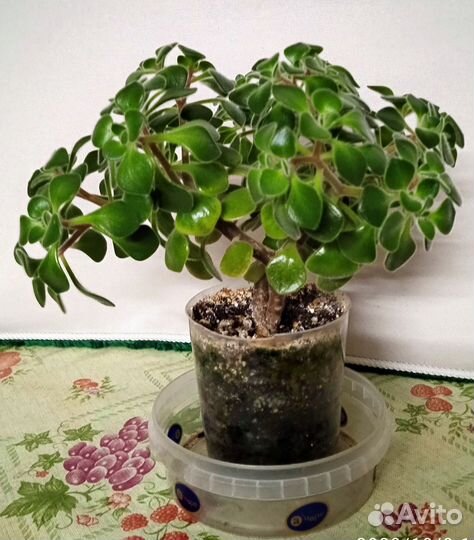 Аихризон - дерево любви бронь