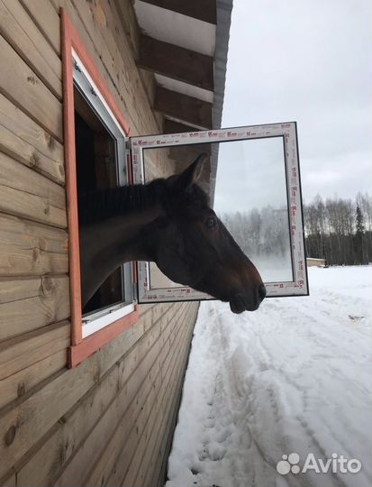 Постой лошадей