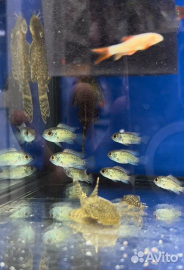 Аквариумные рыбки