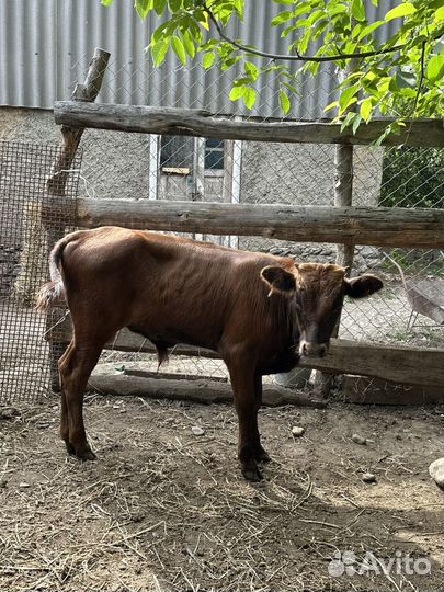 Бычки 6 голов