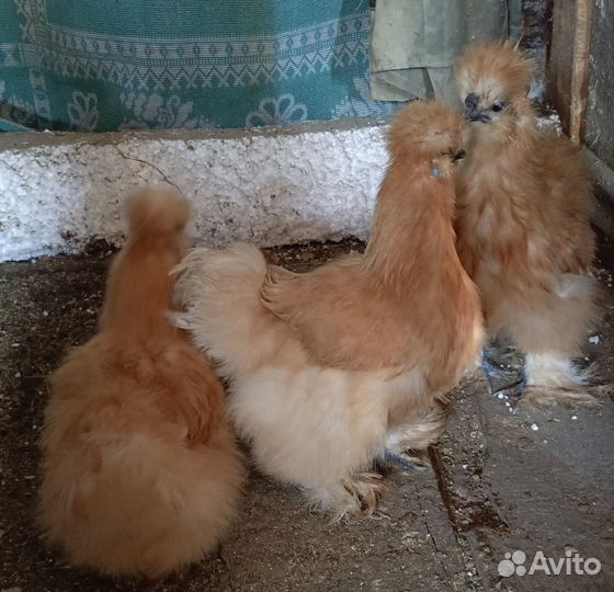 Семья китайских шелковых курей