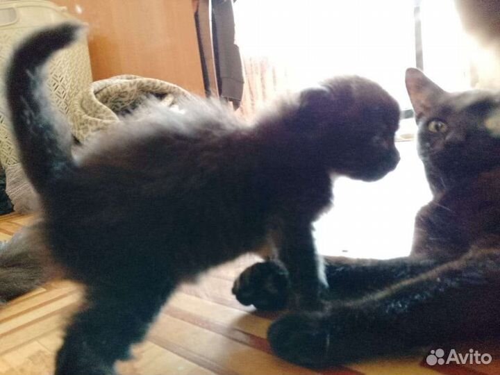 Котята-медвежата