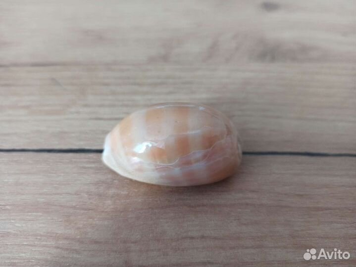 Морская раковина