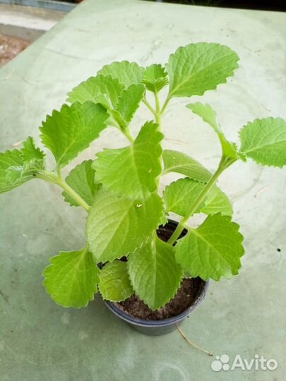 Мята домашняя (плектрантус)