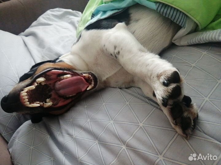 Собака для вязки