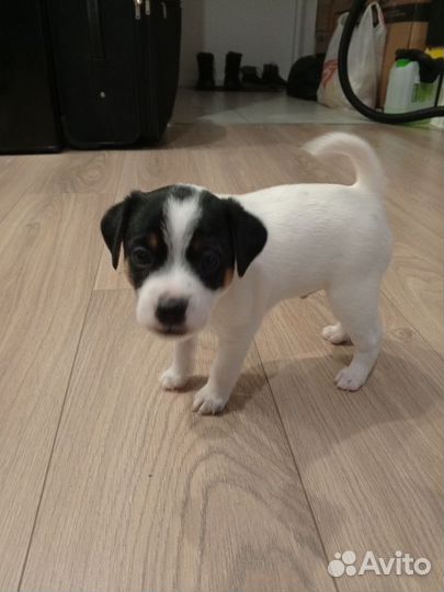 Маленькие собачки щенята