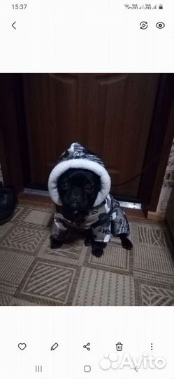 Комбинезон для собаки