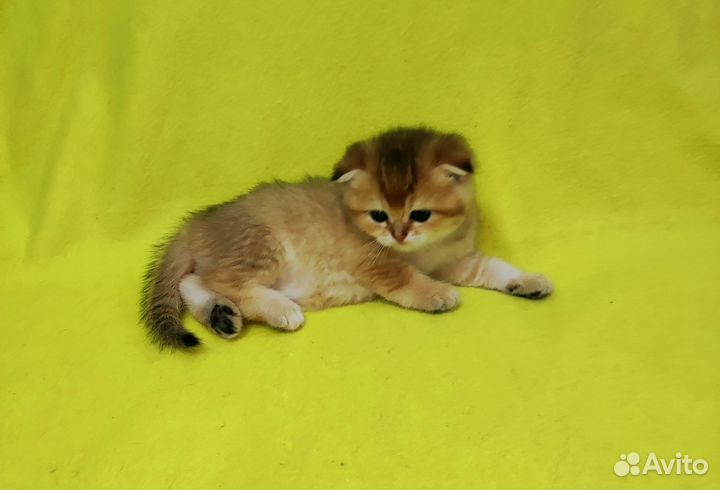 Шотландские котята