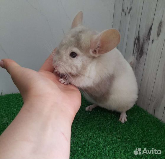 Шиншиллы белые