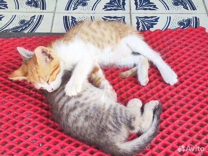 Котята в добрые руки бесплатно