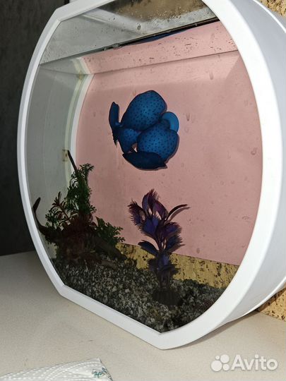 Аквариум 10 литров б/у