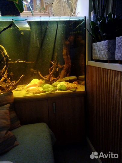 Аквариум 500 литров