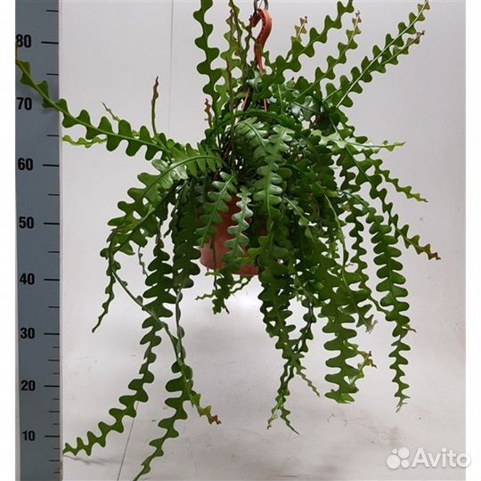 Эпифиллум ангулигер, гастерия