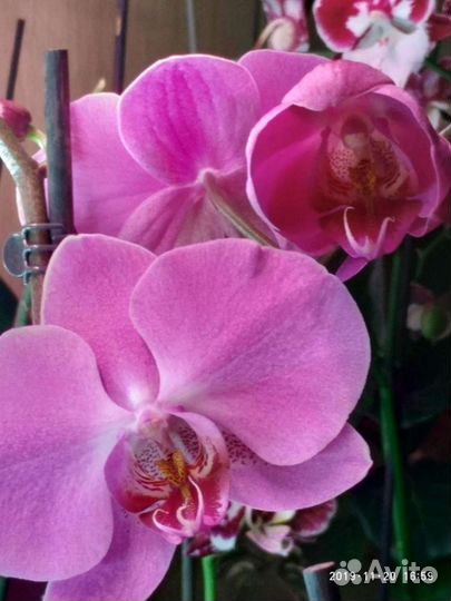 Орхидея фаленопсис