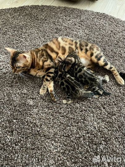 Бенгальские котята