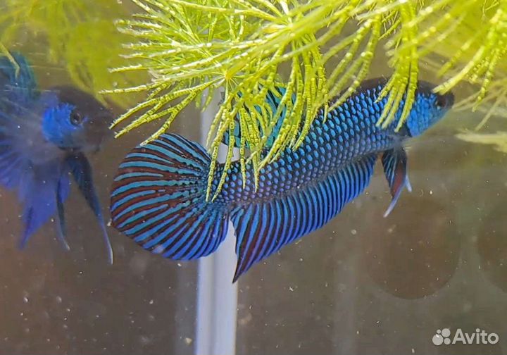 Alien Betta (рыбка петушок -гибрид)