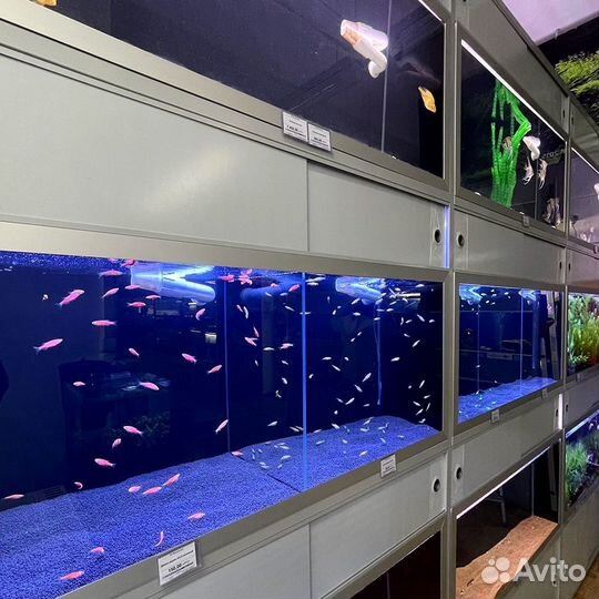 Аквариумные рыбки и растения