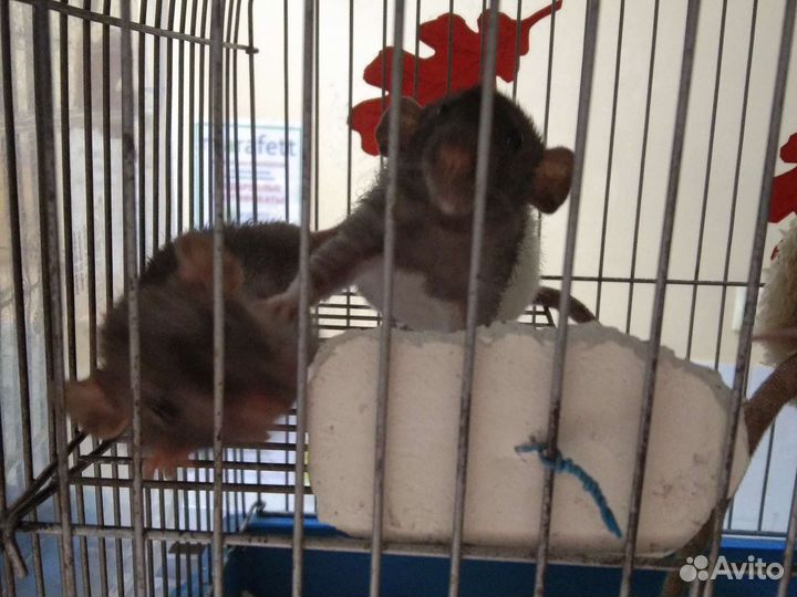 Декоративные крыски