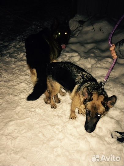 Инструктор по вязке ветеринар