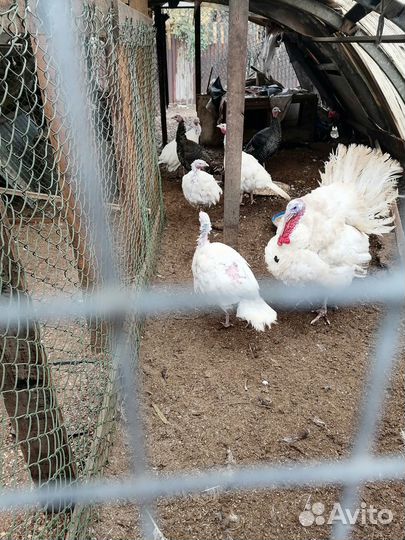 Продам индюшек