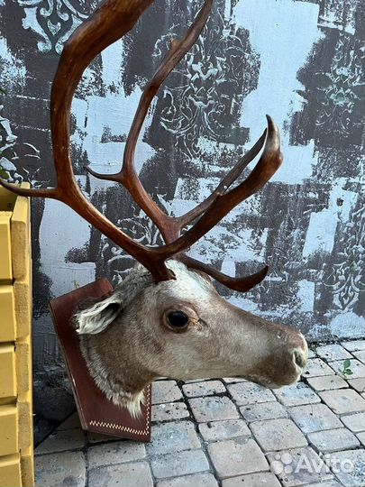 Голова оленя (чучело)