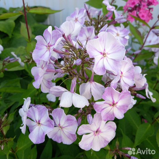 Флоксы многолетние