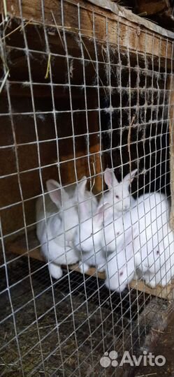 Калифорнийские кролики