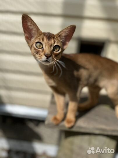 Абиссинская кошечка