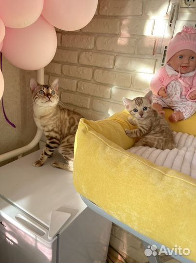 Бенгальский котёнок