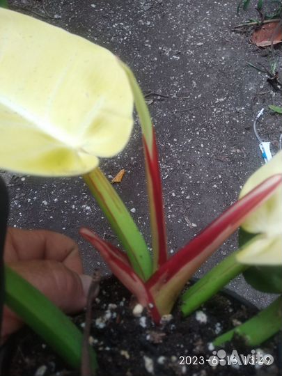 Филодендрон санлайт ред сплеш