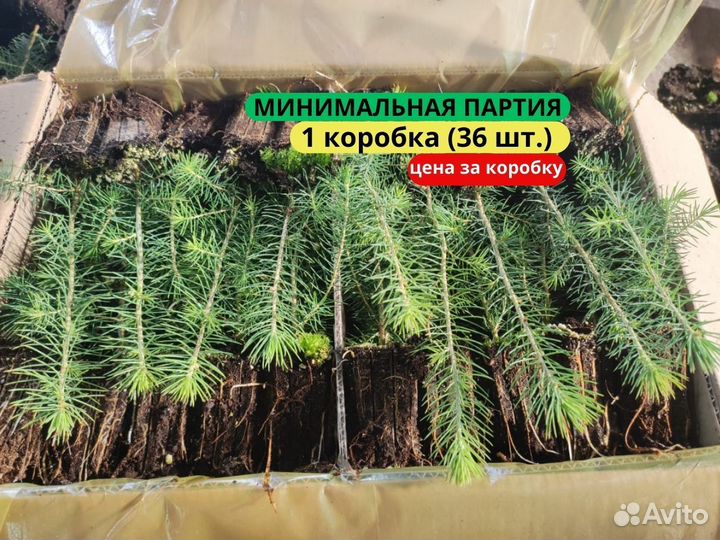 Сеянцы сосны обыкновенной зкс в розницу