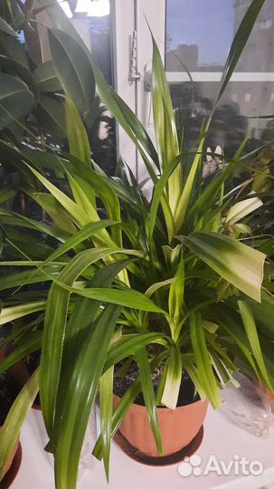 Пальма Панданус