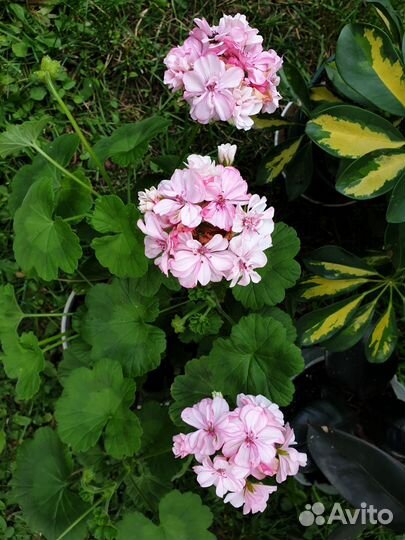 Герань пеларгония