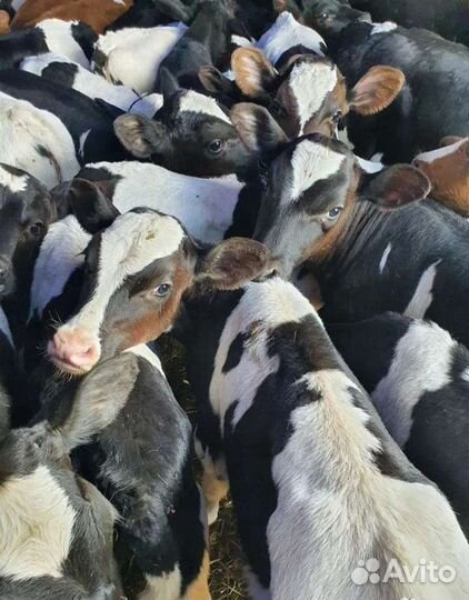 Телята бычки