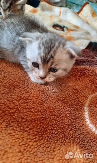Шотландские котята