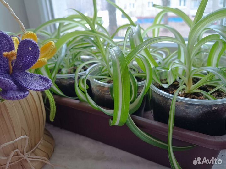 Хлорофитум кудрявый