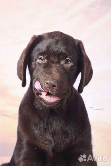 Щенки лабрадора