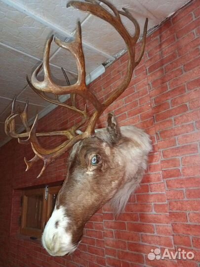 Чучело головы оленя