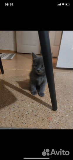 Котята в самые добрые руки