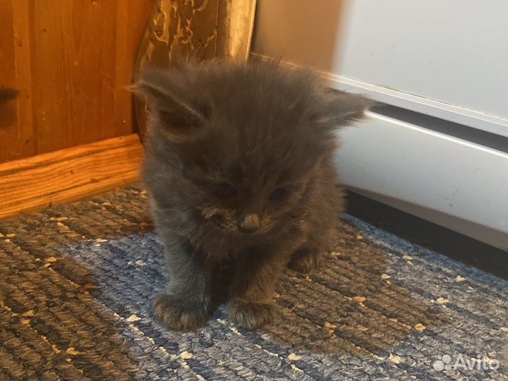 Котики маленькие бесплатно