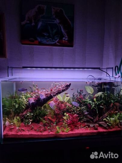 Креветка рили, Растения